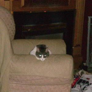 Evil on white chair.jpg